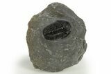 Detailed Gerastos Trilobite Fossil - Morocco #311061-3